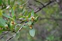 ilatro comune - phillyrea latifolia